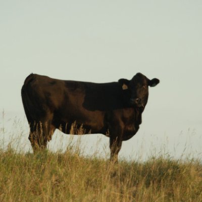 Official media account for the NCBA public relations team, as a contractor to the Beef Checkoff

Not monitored 24/7 - Contact us at : mediarequest@beef.org