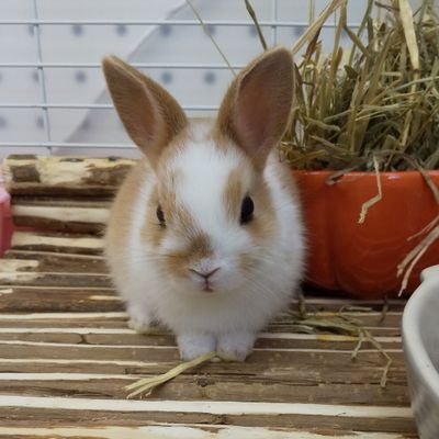 Saori Mama ミニウサギです 大きくなって 懐くと嬉しいな ウサギ可愛い