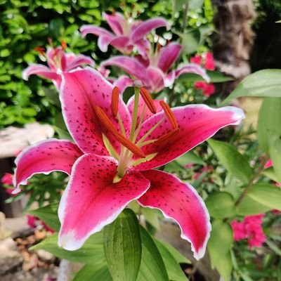 Graindecel2's profile picture. Be Bop A Lula