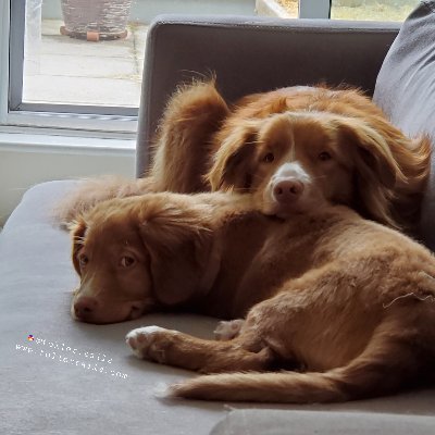 Nova Scotia Ducktolling Retriever #dogs that #blogs for https://t.co/wHKOvKglvh | Retweets info on rescues, lost/found and stolen pets| Instagram @ toller.tails