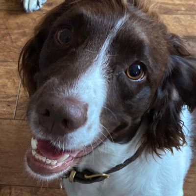 Retired Met Police dogs Eva and Ivy - Handing over to my pal, Explosive search dog PD Maisy 👍