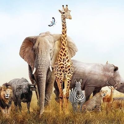 animals54072294's profile picture. Animal Planet
Keeping the childhood joy and wonder of  
animals alive.🐕🐈🐆🐯🐒🐾🦄🦁