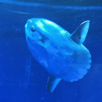 華奢なマンボウ (@m_m_manbow) Twitter profile photo