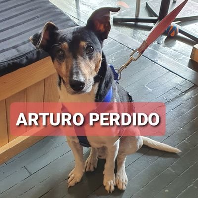 🐶 7 años, chico, negro con blanco, mezcla de Fox Terrier Ratonero, extraviado en Col. Del Valle desde 16 Oct. ¡Ayúdame a regresar a mi casa! ❤🖤