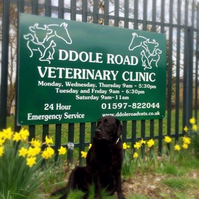 lizthevet2's profile picture. Veterinary Surgeon @ Ddole Road Veterinary Clinic
