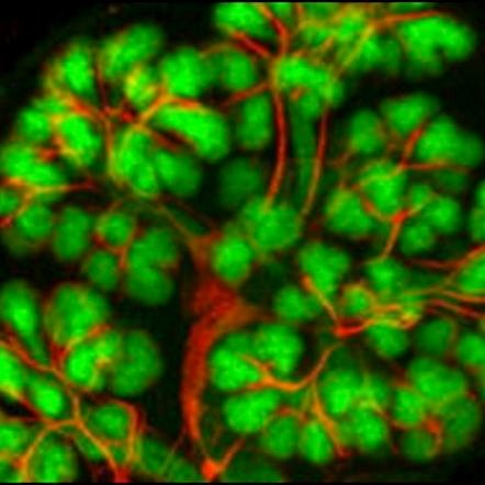 @UMichDentistry & @UMBiointerfaces salivary gland lab; Studying how stem cells form complex functional secretory units. Views expressed are one's own.