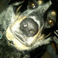 Kim Newell - @PuppyLovePetSit Twitter Profile Photo