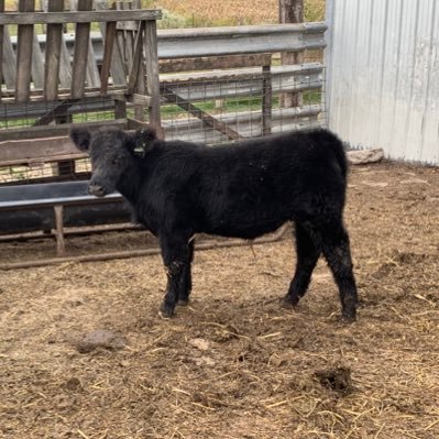 Cattle Enthusiast of All Breeds ~Life long Hawkeye Fan