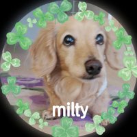 🌈milty🐶＆luke🐶(@milty83) 's Twitter Profile Photo