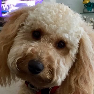 gpeofFLUSA's profile picture. 