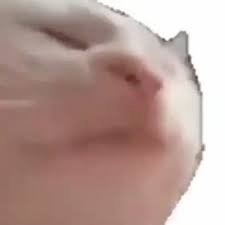 Blundered Dgb Cat Vibing Blunder Digibyte Dons Bergers Vibin Blunder GIF - Blundered Dgb Cat Vibing Blunder Digibyte Dons Bergers Vibin Cat Vibin Dons Bergers - Discover & Share GIFs