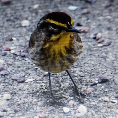 Just an old,fat guy with a camera and a love of birds. Never know what I'll photograph next but I'm sure I'll enjoy it. I may add a few other nature photos too.