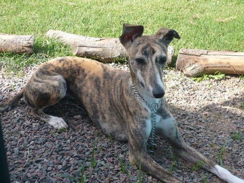 guilleg05's profile picture. Aguante el Tweety