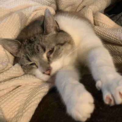 snvscnclls's profile picture. true form - she/her