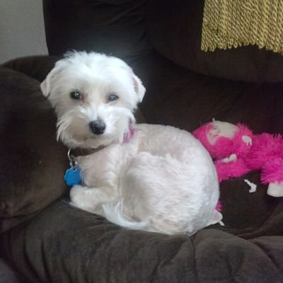 morovis00687's profile picture. 