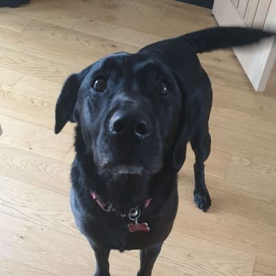 59chevyapache's profile picture. 