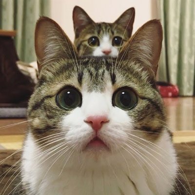 可愛い猫ちゃん Nyanko Cute Nya Twitter