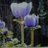 calla lilyのアイコン