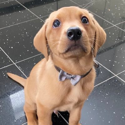 Hi I’m Dexter - Fox Red Labrador 🦊🦮 Born - 24.08.2020 🎂🎉 Loves - Everyone ♥️🥰 Favourite food - Cheese 😋🧀 Hates - Baths 😤🛀