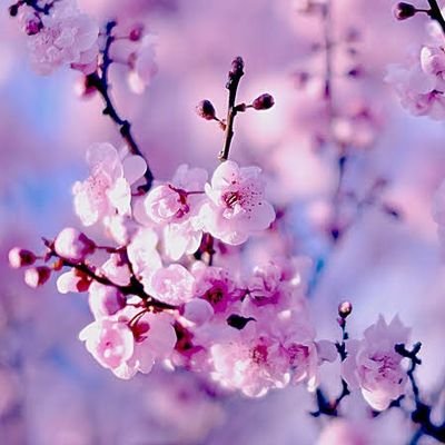 Leylapurtass's profile picture. Evli 🌹