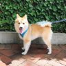AshBandit05's profile picture. 💟| Best dog beds can be used for decoration
👇| Improving the quality of life for pets & pet parents
Click here 👇 Your heart will instantly melt❤️
#dog #dogs