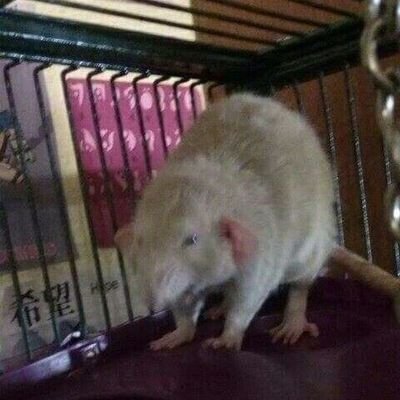 Mikuday96278710's profile picture. n