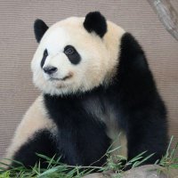 🐼しぃちゃん🐼🎵(@12yoshizen) 's Twitter Profile Photo