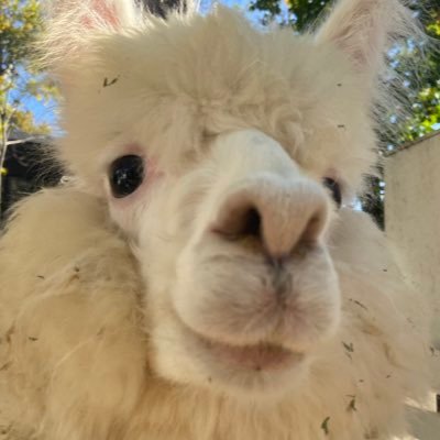 夏目ちゃんさんのプロフィール画像