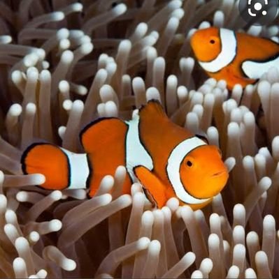 _nemodory's profile picture. 