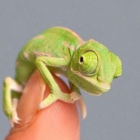 The class Twitter account for the Chameleons of Holy Trinity Primary School