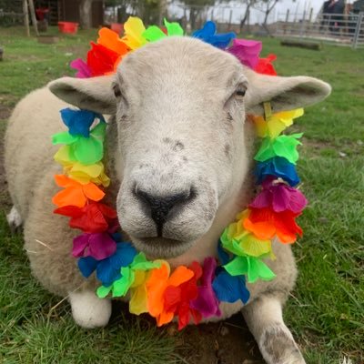 Jaz, 18, arable and sheep farmer, love my life 😂😂❤️❤️🐄🐄🐑🐑🥰