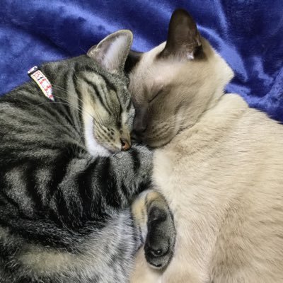yu_riSTAR410's profile picture. 猫(3匹)・映画(洋画)・飯テロ(スパイスカレー🍛/パン🍞🥖/茶色料理😂)・ゲーム(マージ系/DQMSL:😭)・その他しょーもないこと色々つぶやきます。無言フォローお許しください🙇‍♀️ 猫だけアカ🐱→@chacha_noshinカラオケだけアカ🎤→@yu_rikaraoke