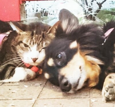 ecoart75's profile picture. 地球温暖化 野生動物生態系問題危惧［アザラシちゃんファンの会］応援(ecological art of life)Instagram.エコアート。YouTube.アザラシめぐりあい、エコアート。外国からフォローは 動物・XJAPANファン？