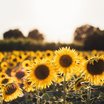 Locavore. Farmer. Food. Adventure-Seeker & Plant Enthusiast.