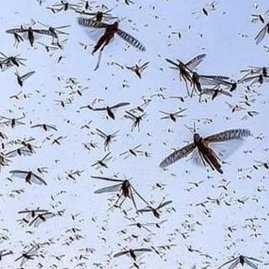 Prepare #farmers & #pastoralists with 50 authentic videos here how to scare off  *in time* with high pitched noises flying #desertlocusts. Teach #preparedness!