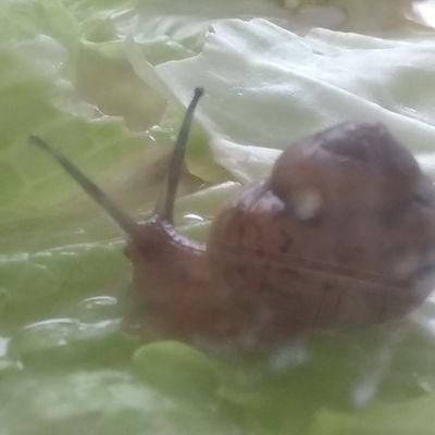 かたつむりの でんたん をペットで 飼っていましたカタツムリlove 亀も飼っています Katatsumurident Twitter かたつむりの でんたん をペットで 飼っていましたカタツムリlove 亀も飼っています Katatsumurident Twitter