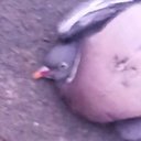 Jacob Tallon - @JacobTallon1 - Twitter