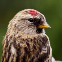 Marden Wildlife(@MardenWildlife) 's Twitter Profile Photo