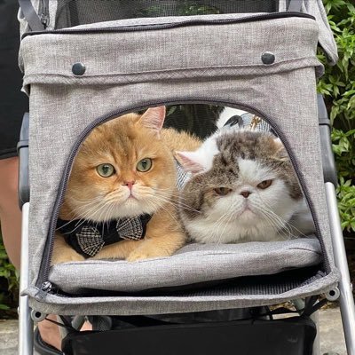 the_code_0's profile picture. Backend Software Engineer