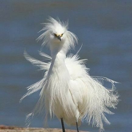 BlockcinBlock's profile picture. children and art, animals and nature, these are my four biggest loves. I believe Society works best when most are in the middle.