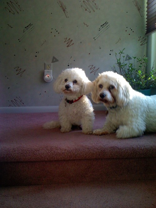 voidj's profile picture. 