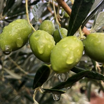 Olivar.Observación y pronóstico. La agricultura es la profesión propia del sabio, la más adecuada al sencillo y la ocupación más digna para todo hombre libre