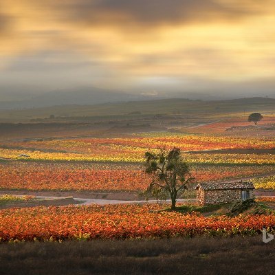 superluis's profile picture. 