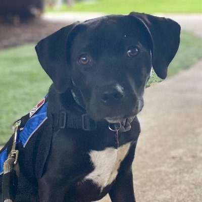 I chase hurricanes, tornadoes & the occasional squirrel. Love to watch weather on @NBC10Boston 📺 @TevinWooten is my human. 🐾