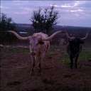 Greg Tanner - @CowdadTanner - Twitter