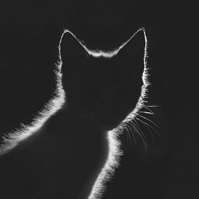 zpragain_'s profile picture. Founder XV