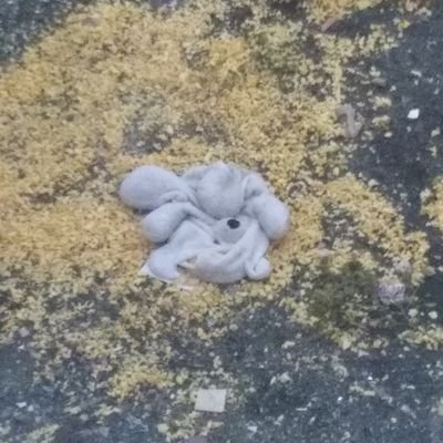 notlioa's profile picture. 