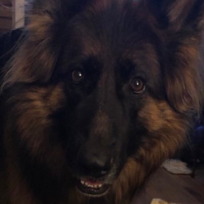 ReallyInID's profile picture. Art in my heart and a song in my soul.  ❤️dogs. Tolerate people.