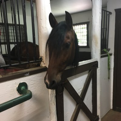 MarlenePaw's profile picture. Mom of one 💙 Rider 🐴 Traveler 👣 🇨🇦🇵🇱🇺🇦