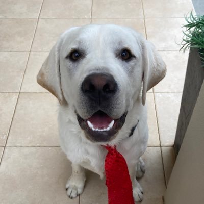 I am Franklin the Labrador - Gone #OTRB 🌈🌈🌈🌈 22 Mar 2020 - 04 Aug 2023